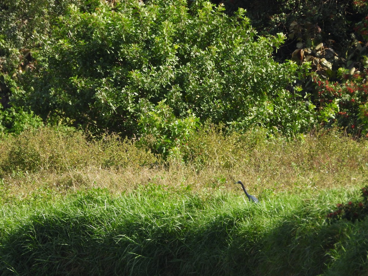 לבנית כחולה קטנה - ML647855899