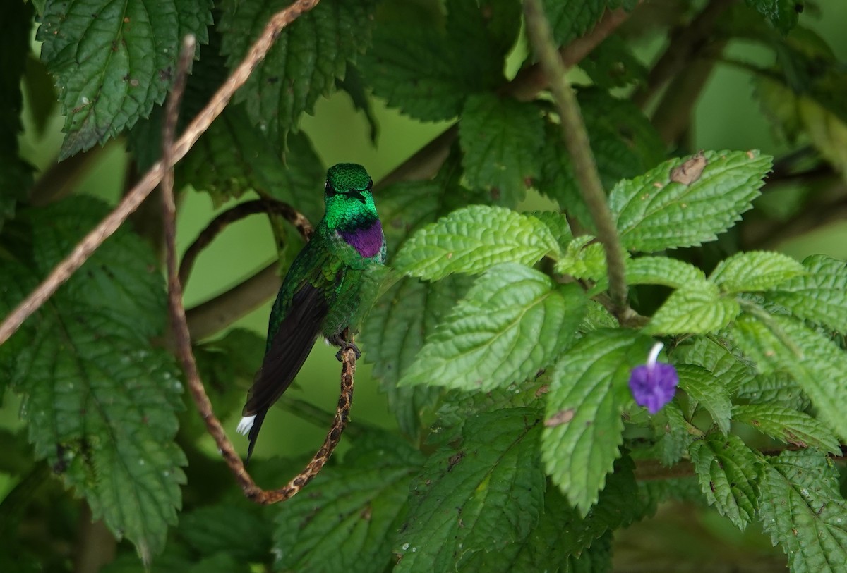 Purple-bibbed Whitetip - ML647855900