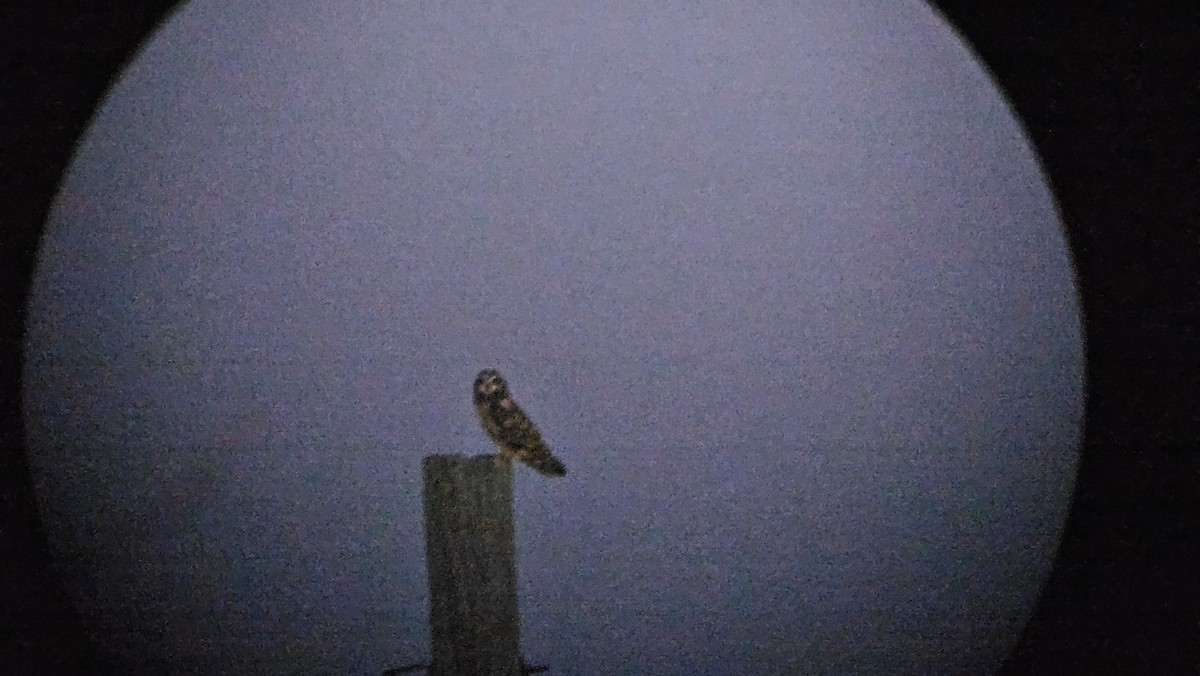 ינשוף שדות - ML647855901