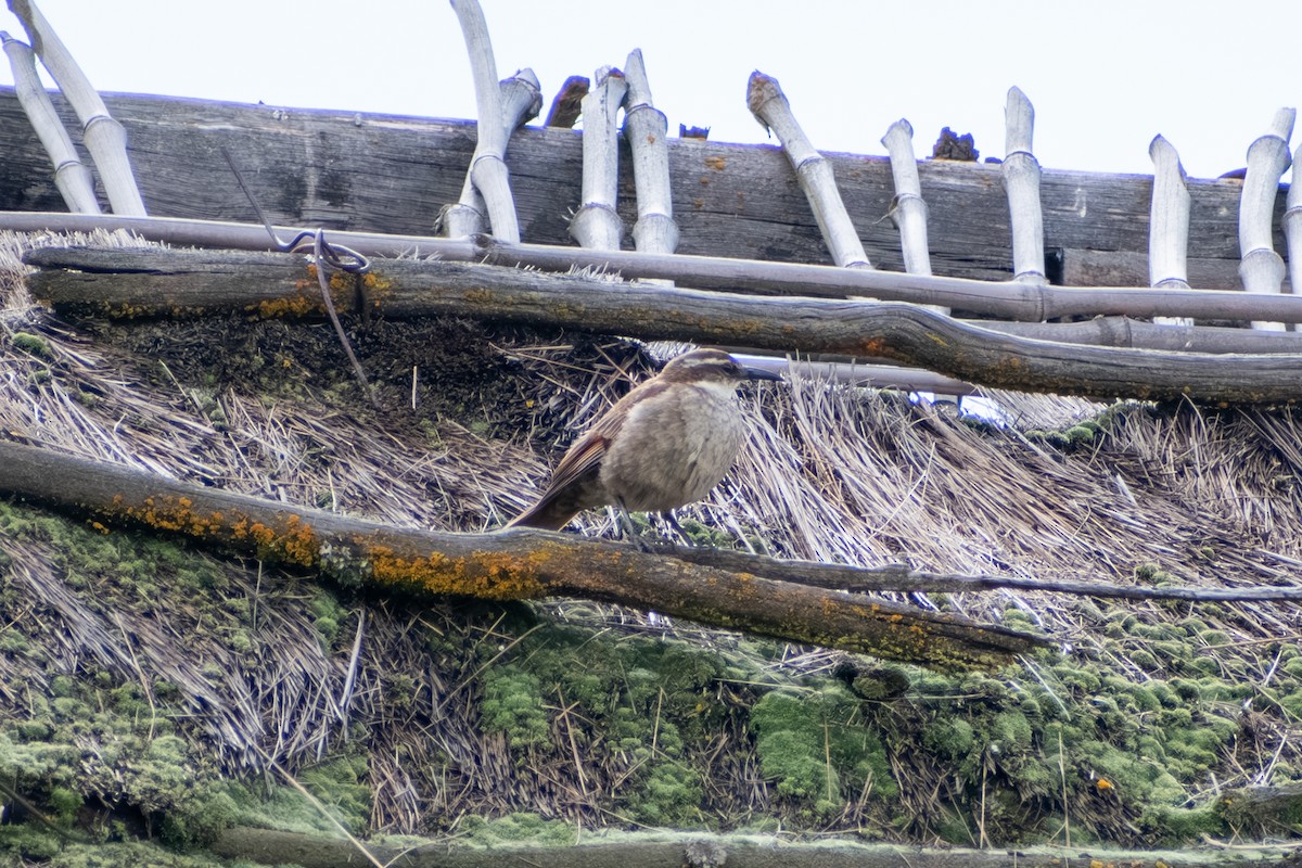 Stout-billed Cinclodes - ML647855905