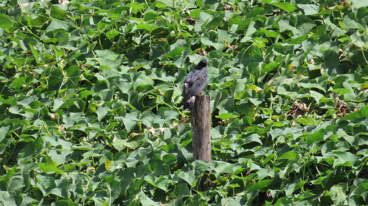 Hook-billed Kite - ML647855911