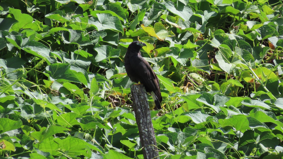 Hook-billed Kite - ML647855912