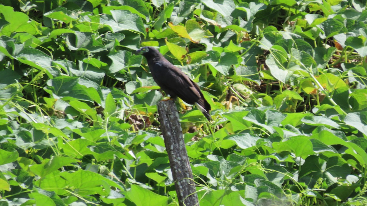 Hook-billed Kite - ML647855913