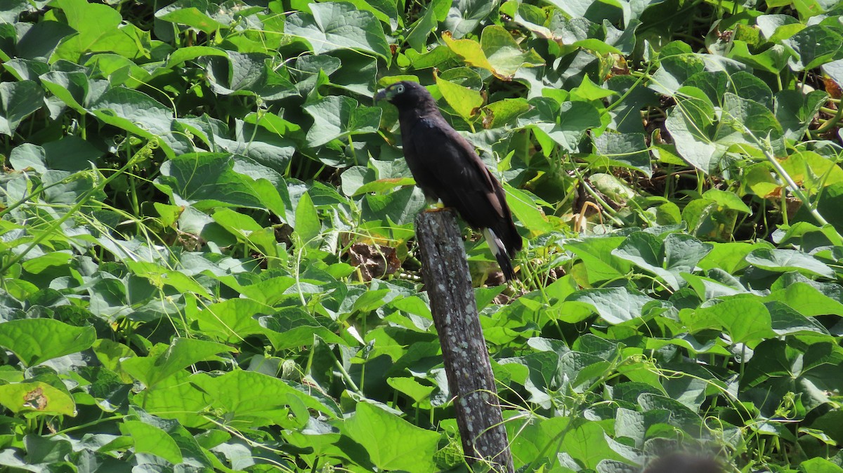 Hook-billed Kite - ML647855914