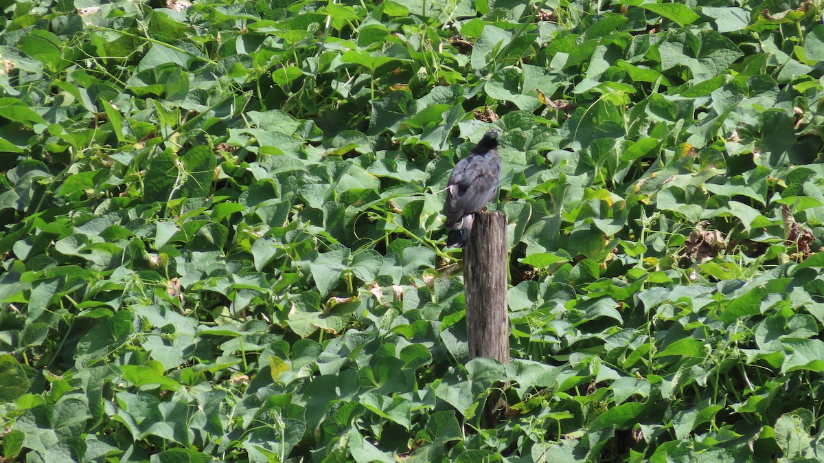 Hook-billed Kite - ML647855915