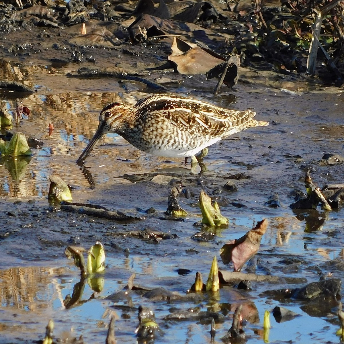 Wilson's Snipe - ML647855947