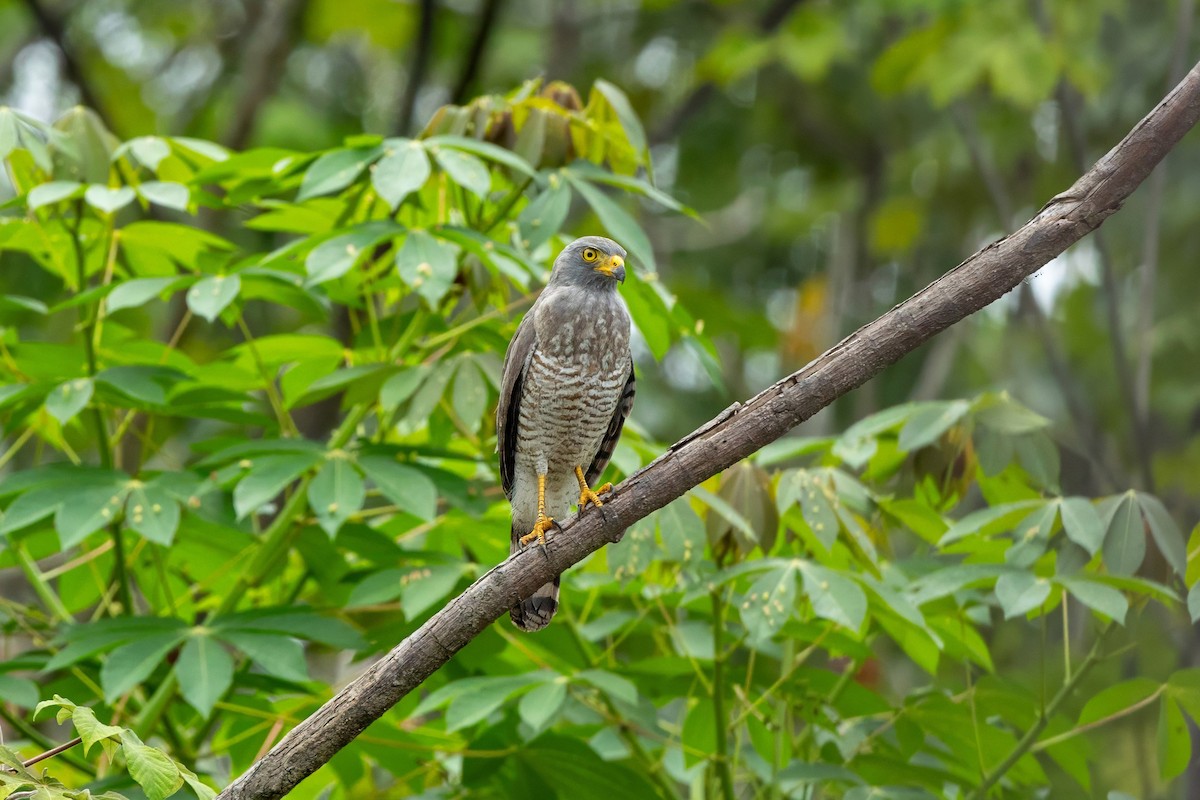 Roadside Hawk - ML647855966