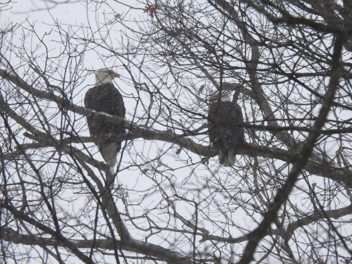 Pigargo Americano - ML647855982