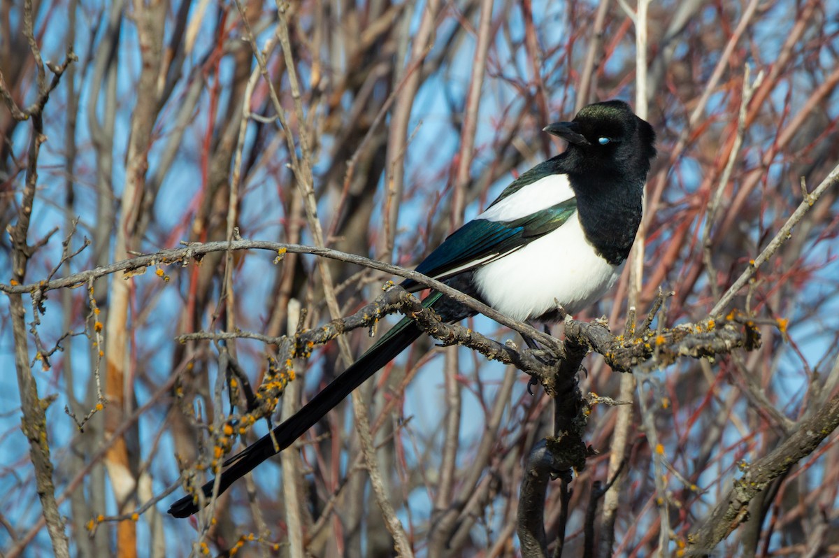 Сорока канадська - ML647855989