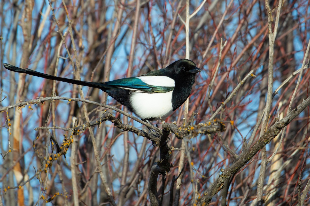 Сорока канадська - ML647855991