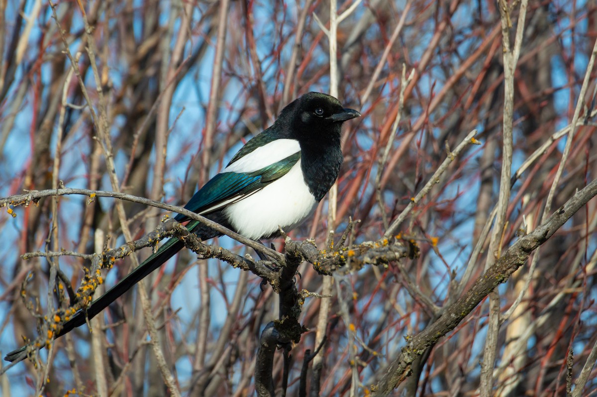 Сорока канадська - ML647855992