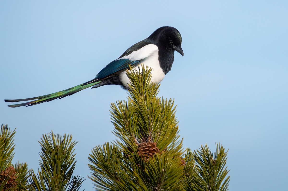 Сорока канадська - ML647855993