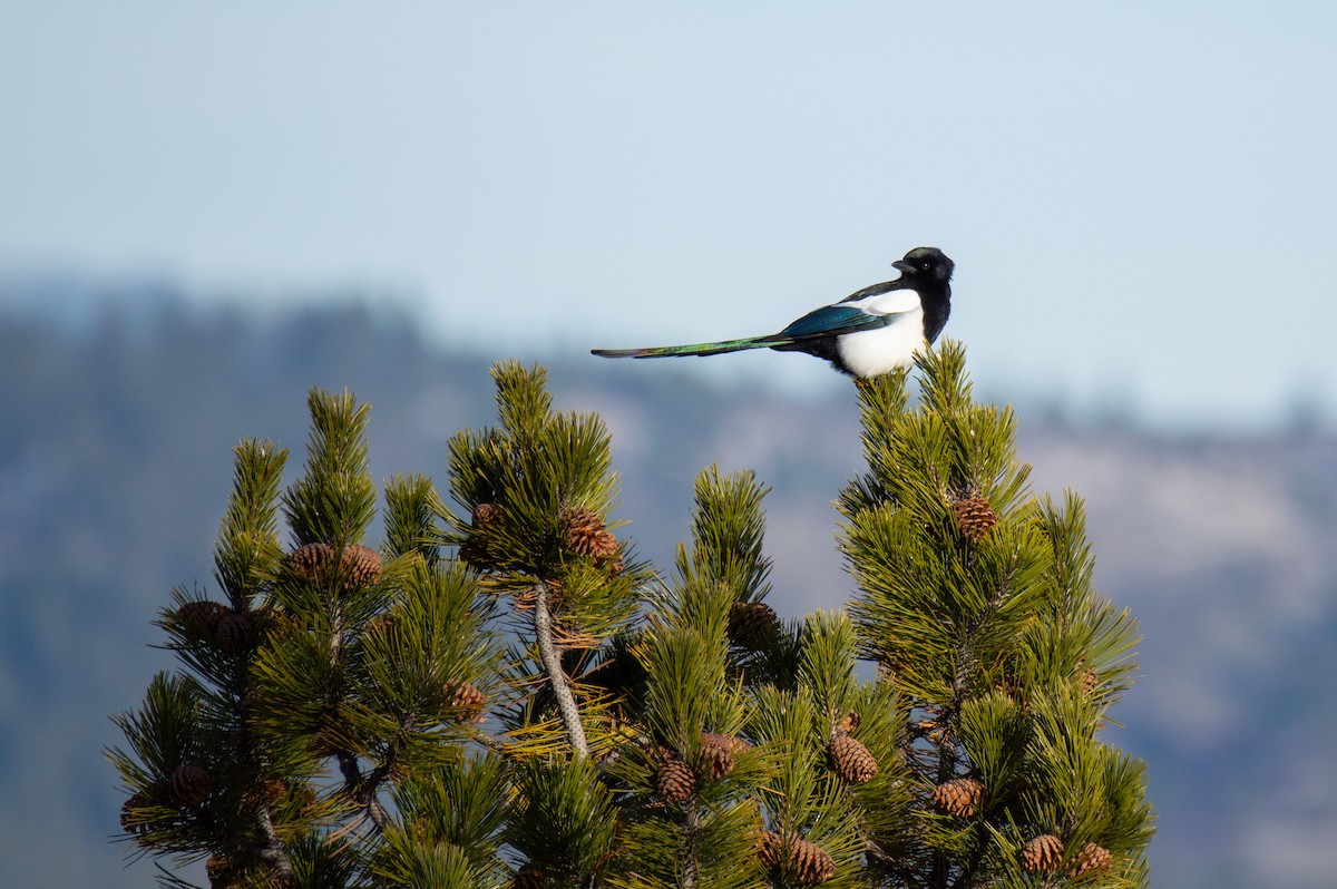 Сорока канадська - ML647855994