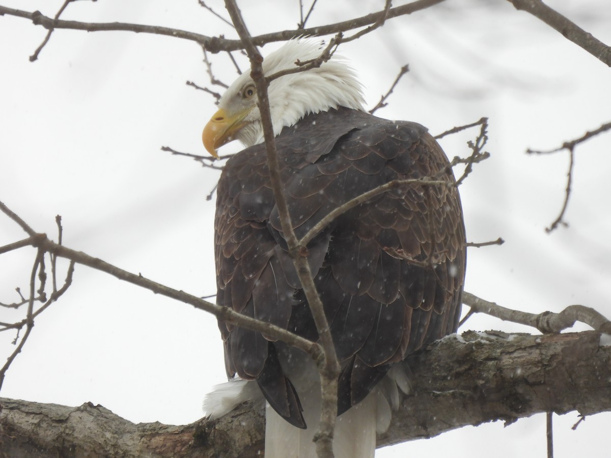 Pigargo Americano - ML647855996