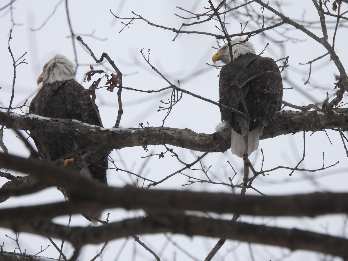 Pigargo Americano - ML647855998