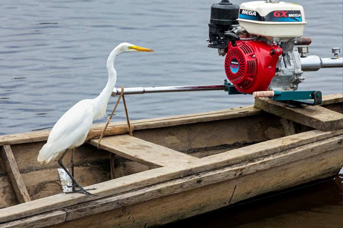 Great Egret - ML647856016