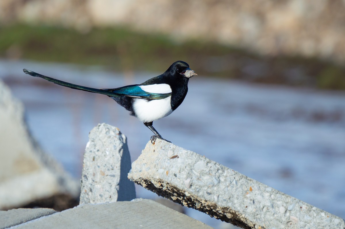 Сорока канадська - ML647856018