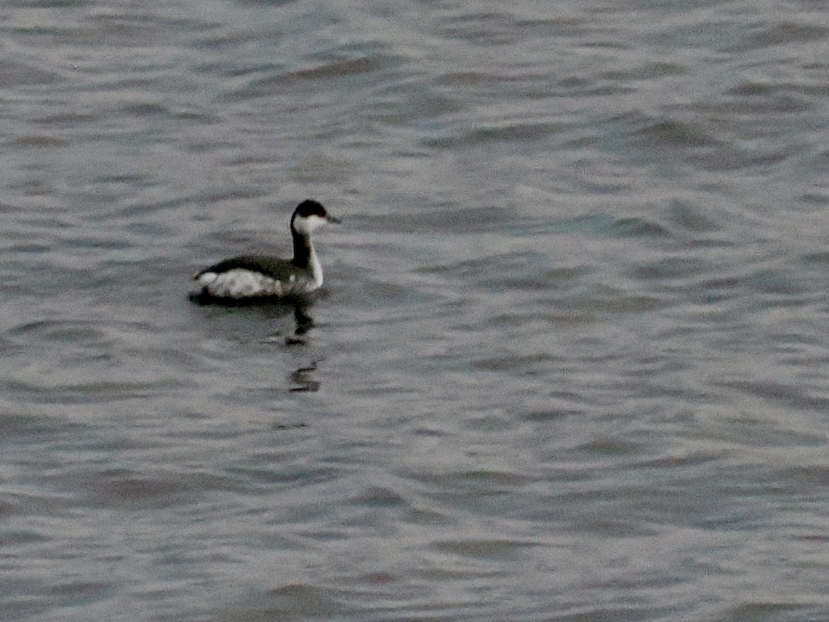 horndykker - ML647856047