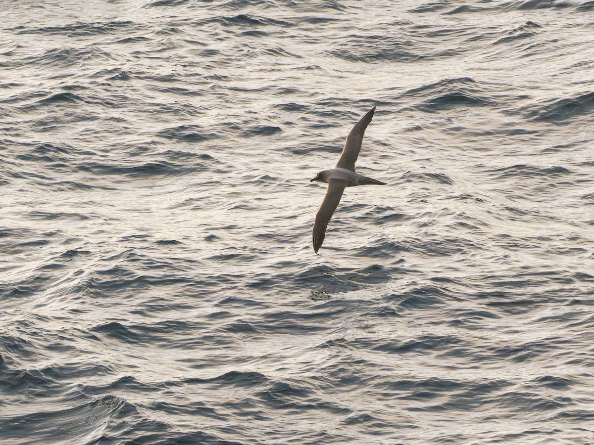 Graumantelalbatros - ML647856048