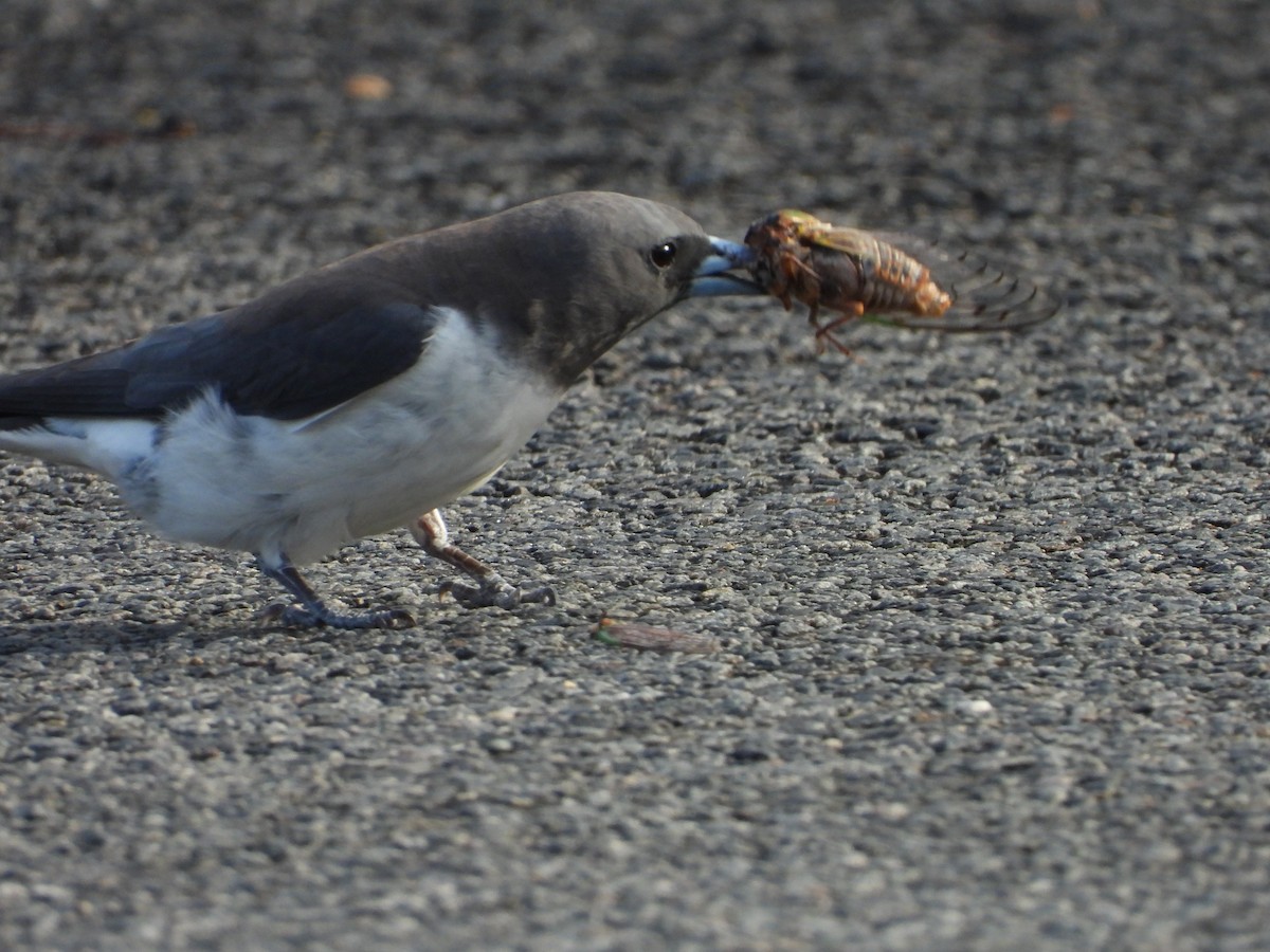 White-breasted Woodswallow - ML647856051