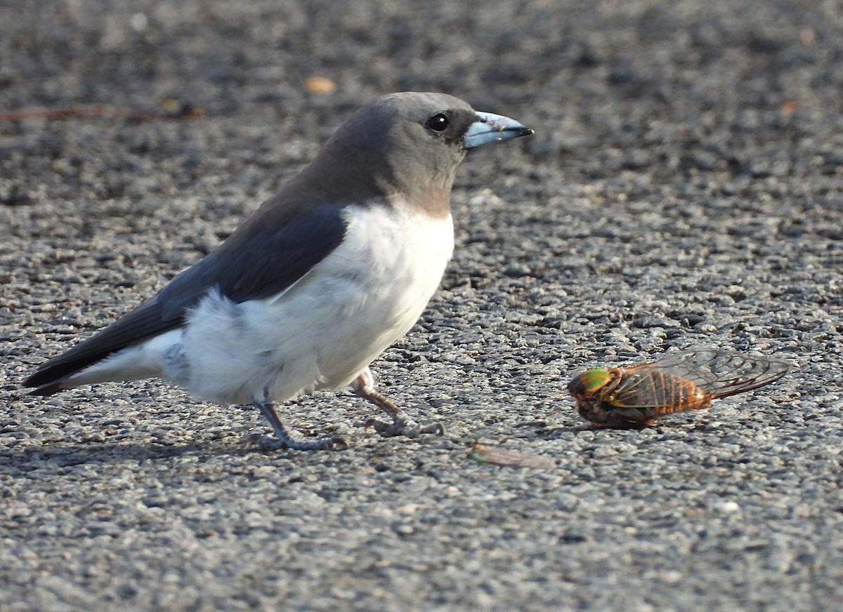 White-breasted Woodswallow - ML647856054