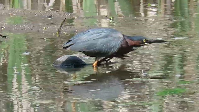 Green Heron - ML647856055