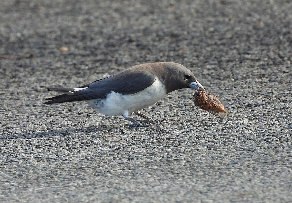 White-breasted Woodswallow - ML647856058