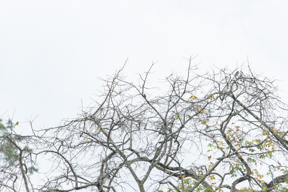 Hoffmann's Woodpecker - ML647856063