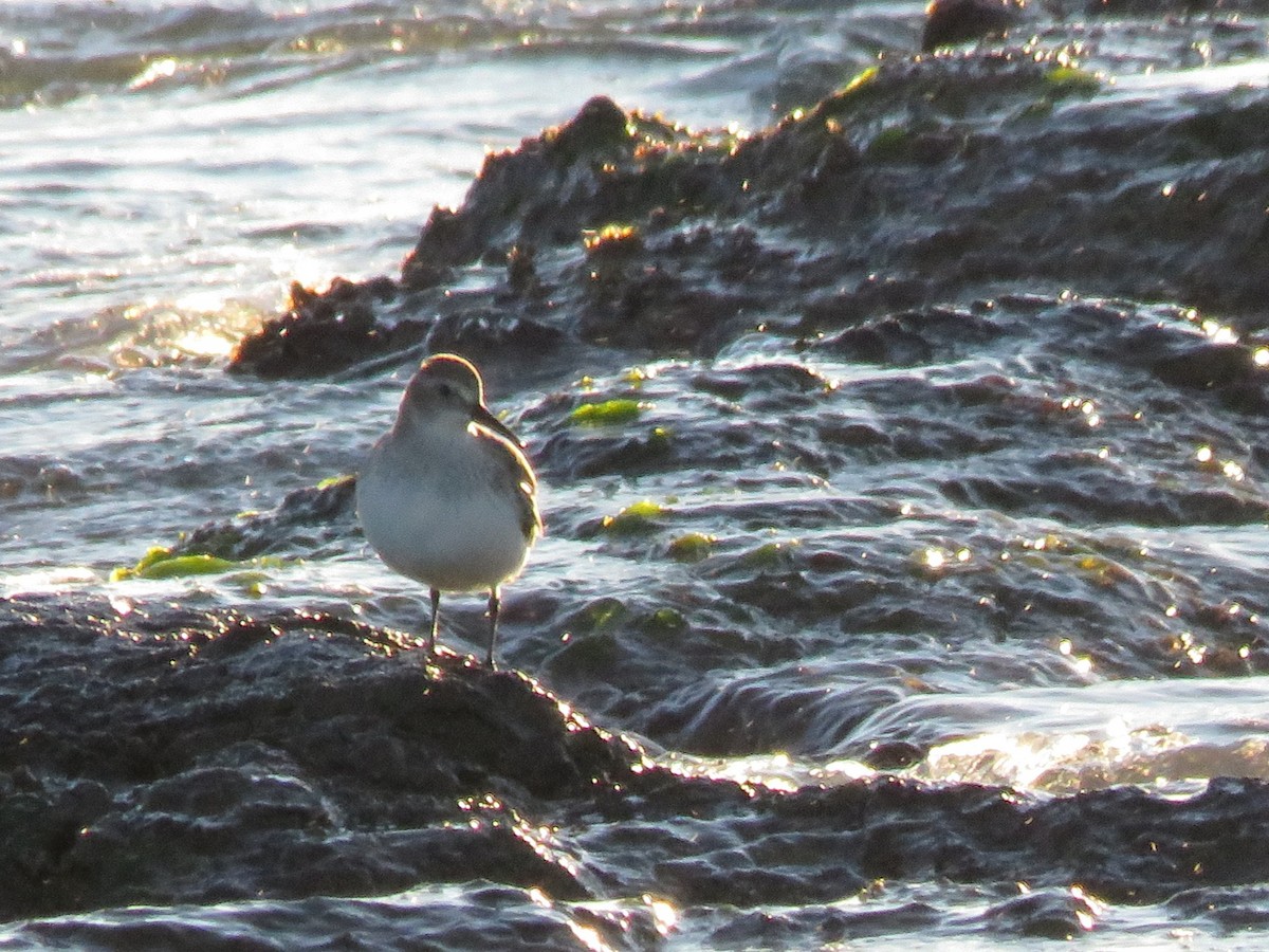 Dunlin - ML647856070