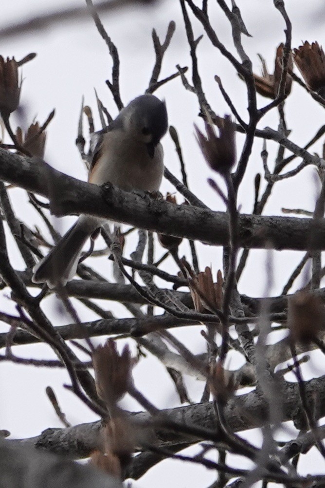 Tufted Titmouse - ML647856071