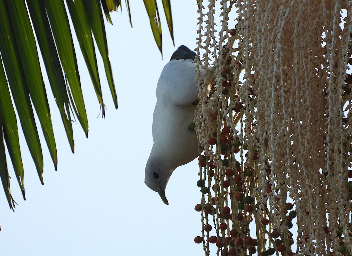 Torresian Imperial-Pigeon - ML647856072
