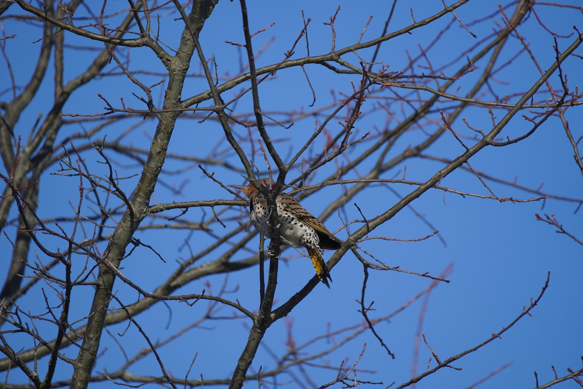 Northern Flicker - ML647856073