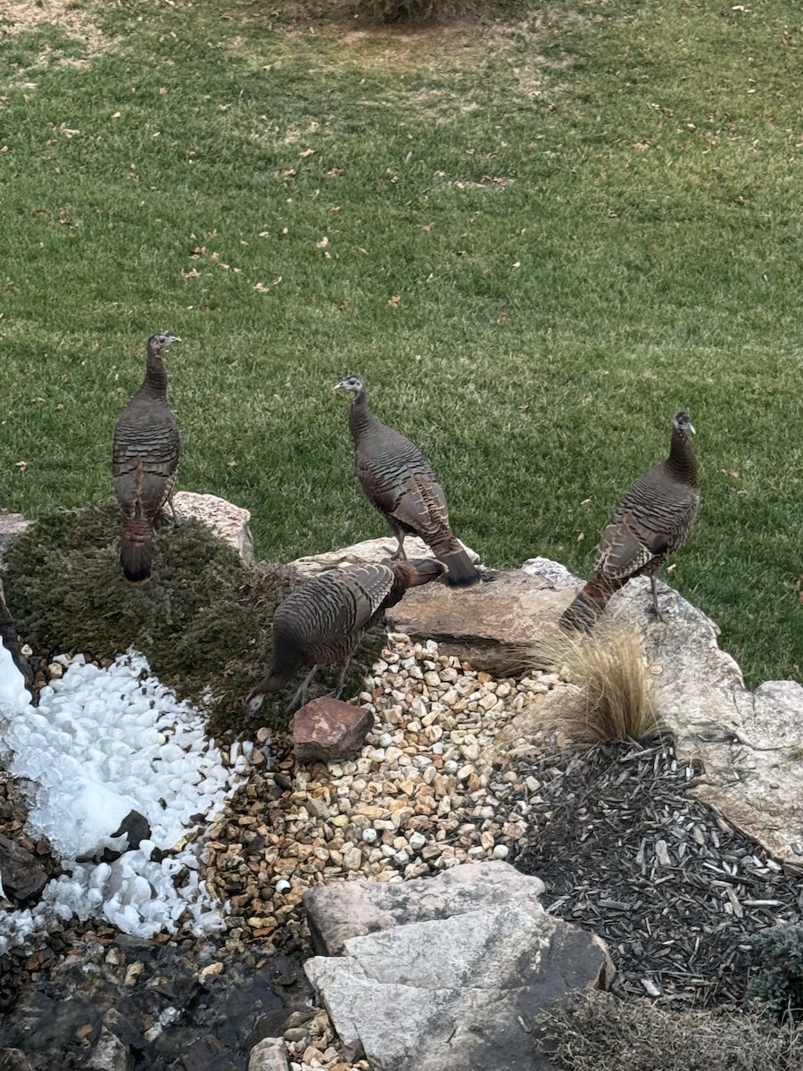 Wild Turkey - ML647856076