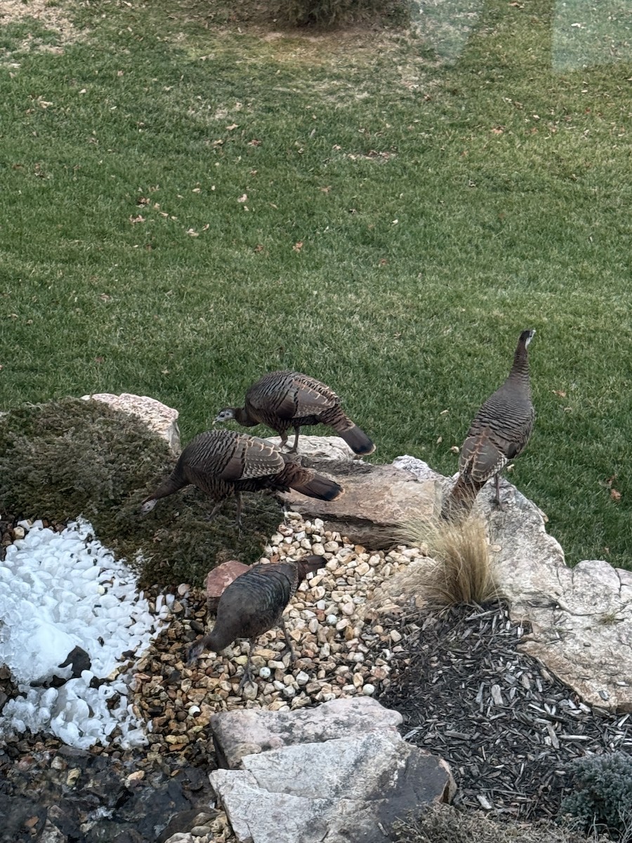 Wild Turkey - ML647856077