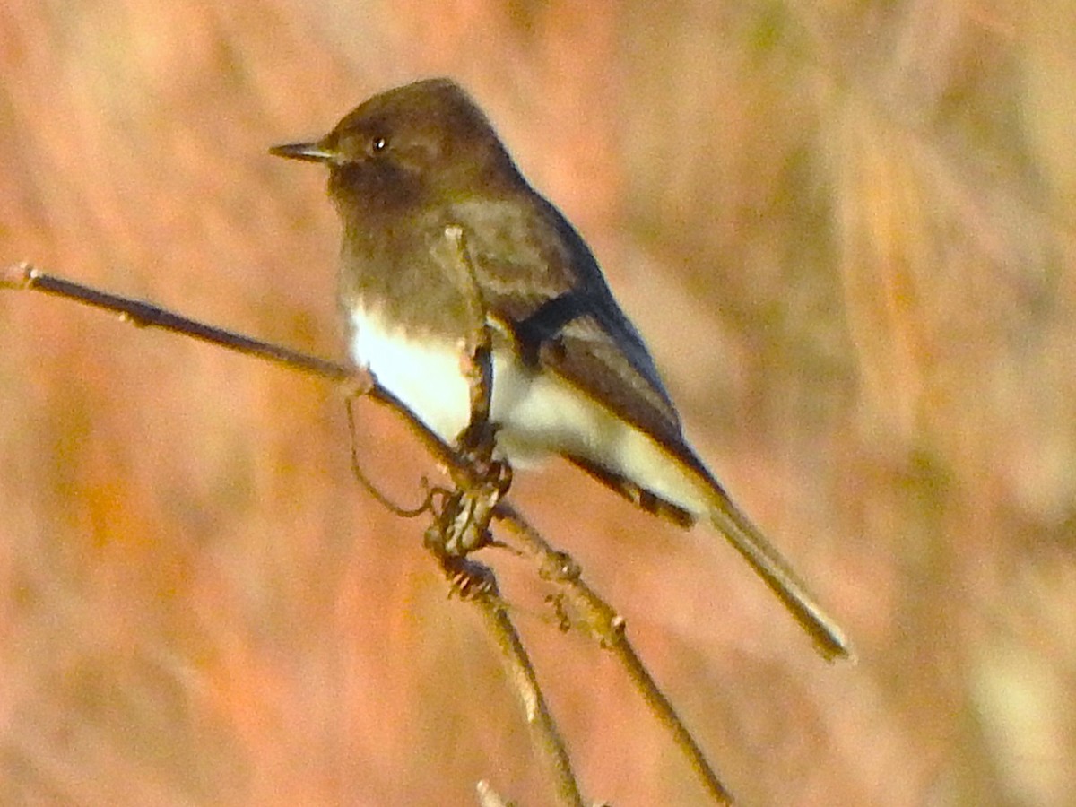 Black Phoebe - ML647856078