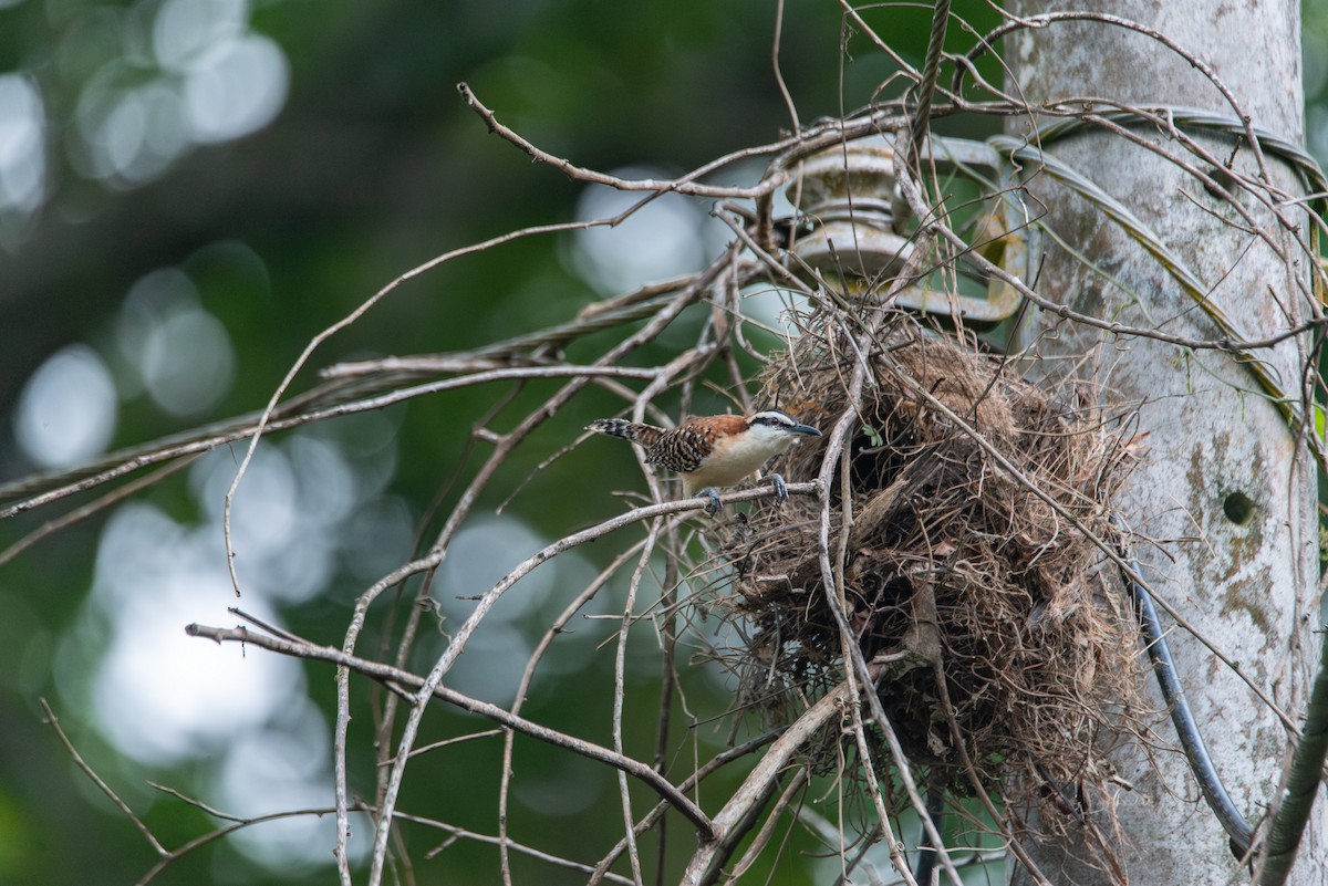 Rufous-backed Wren - ML647856080
