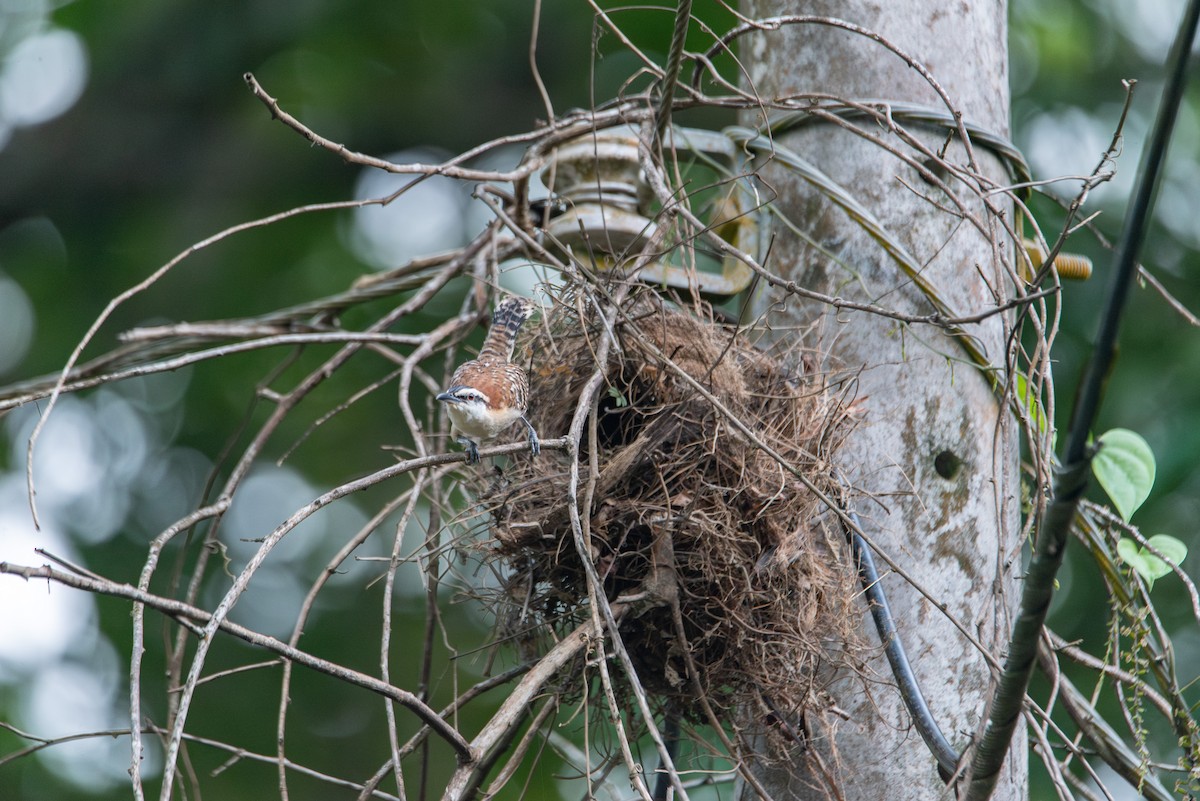 Rufous-backed Wren - ML647856081