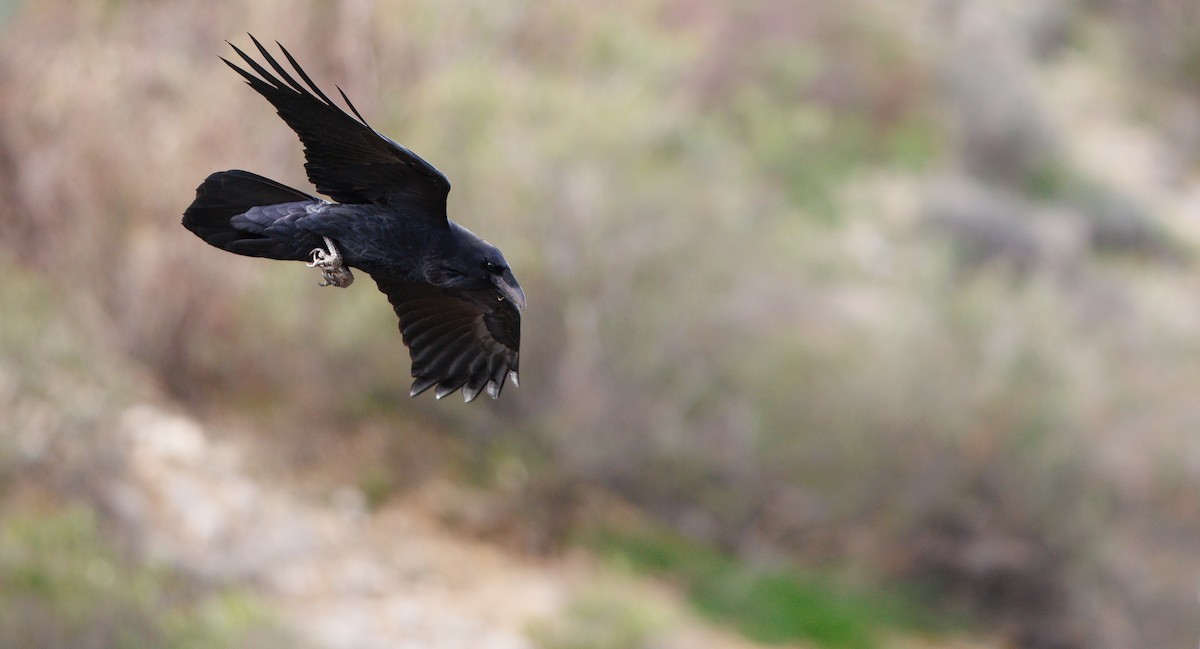 Common Raven - ML647856083