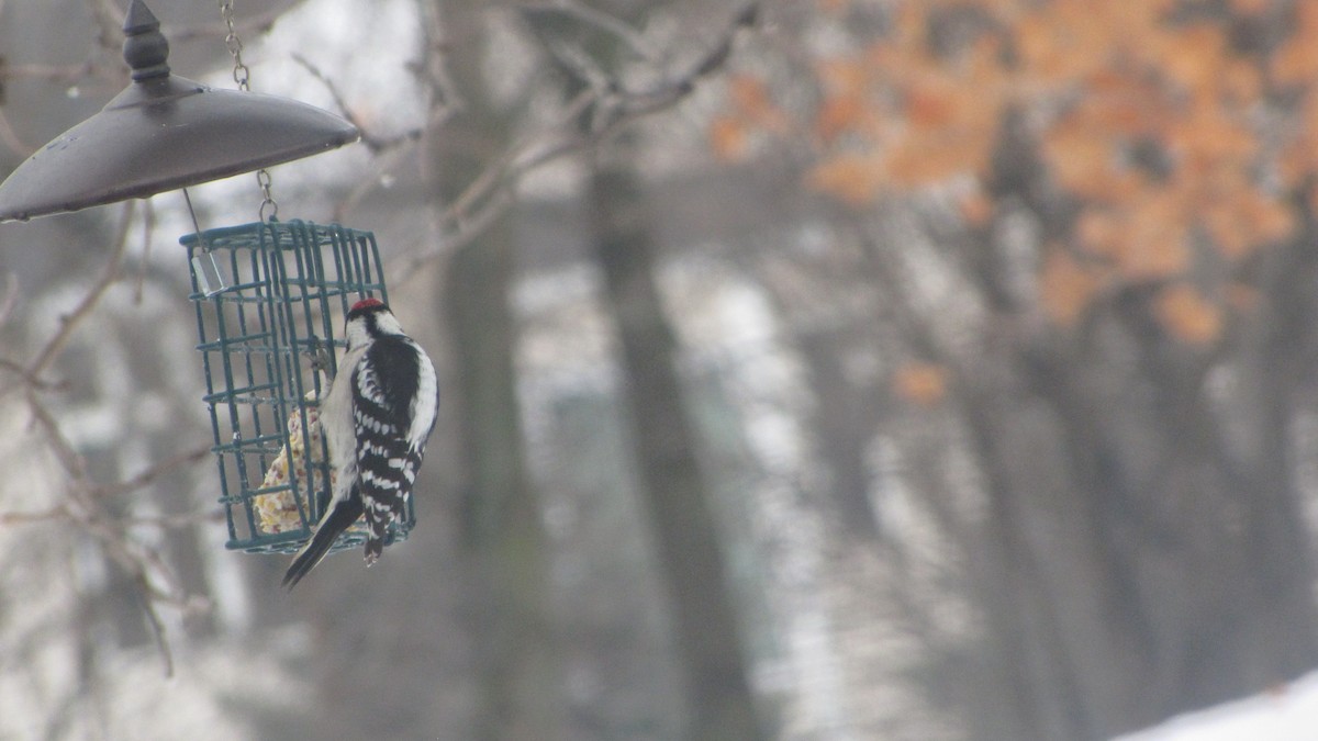 Downy Woodpecker - ML647856086