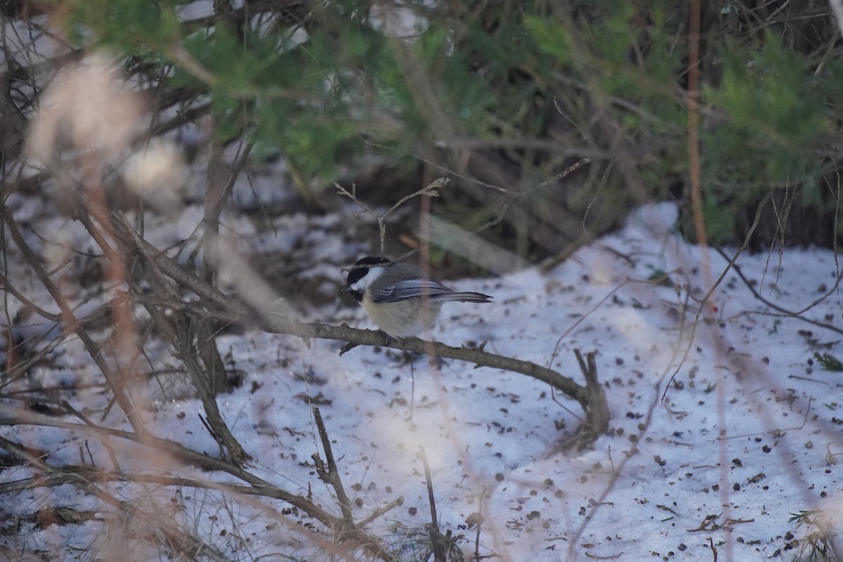 Black-capped Chickadee - ML647856087