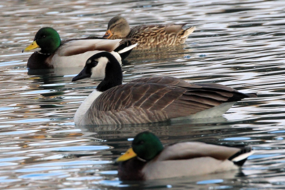 Canada Goose - ML647856088