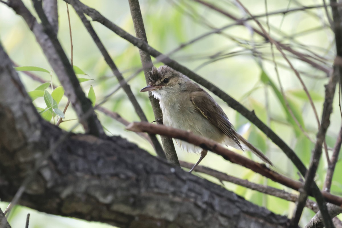 Australian Reed Warbler - ML647856089