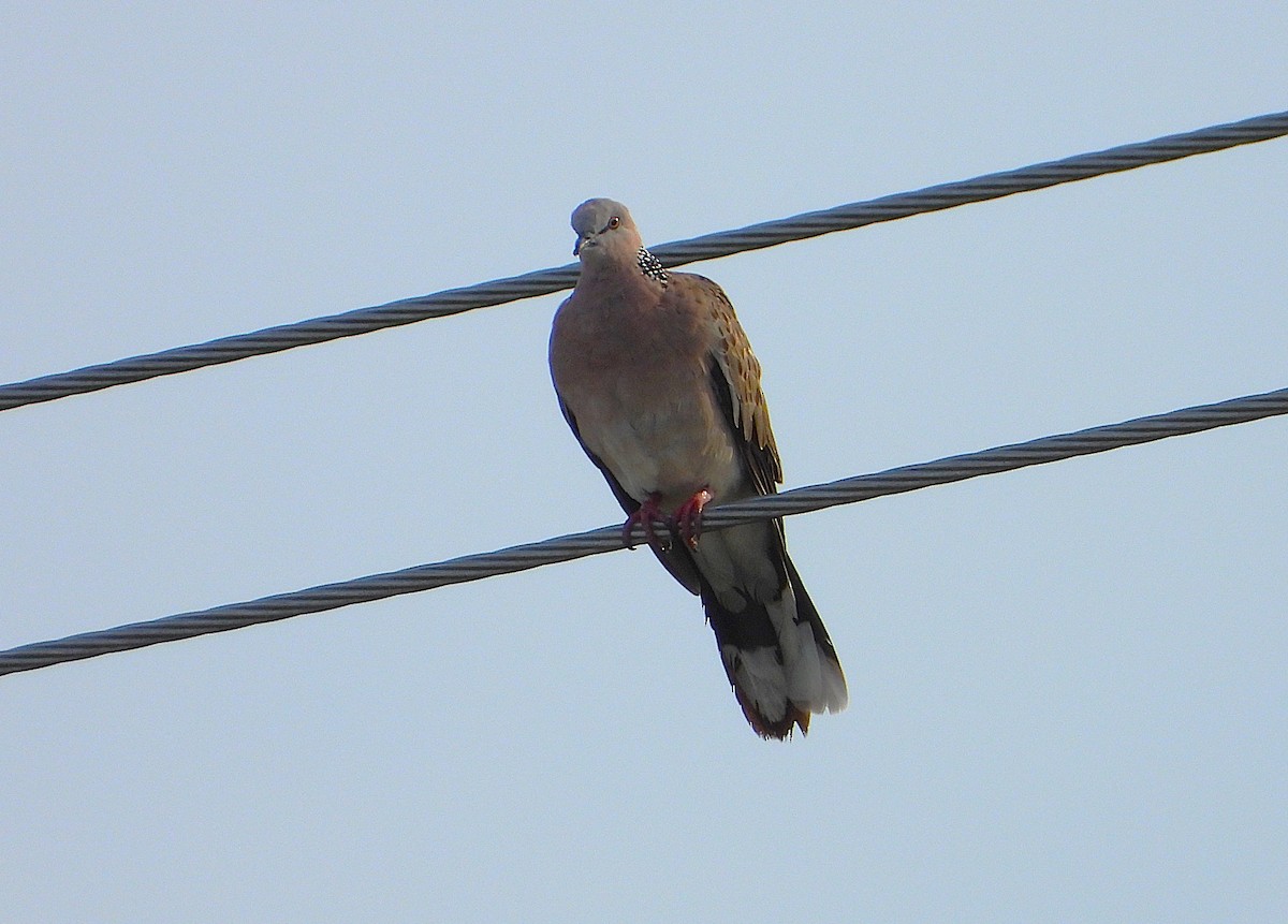 Spotted Dove - ML647856093