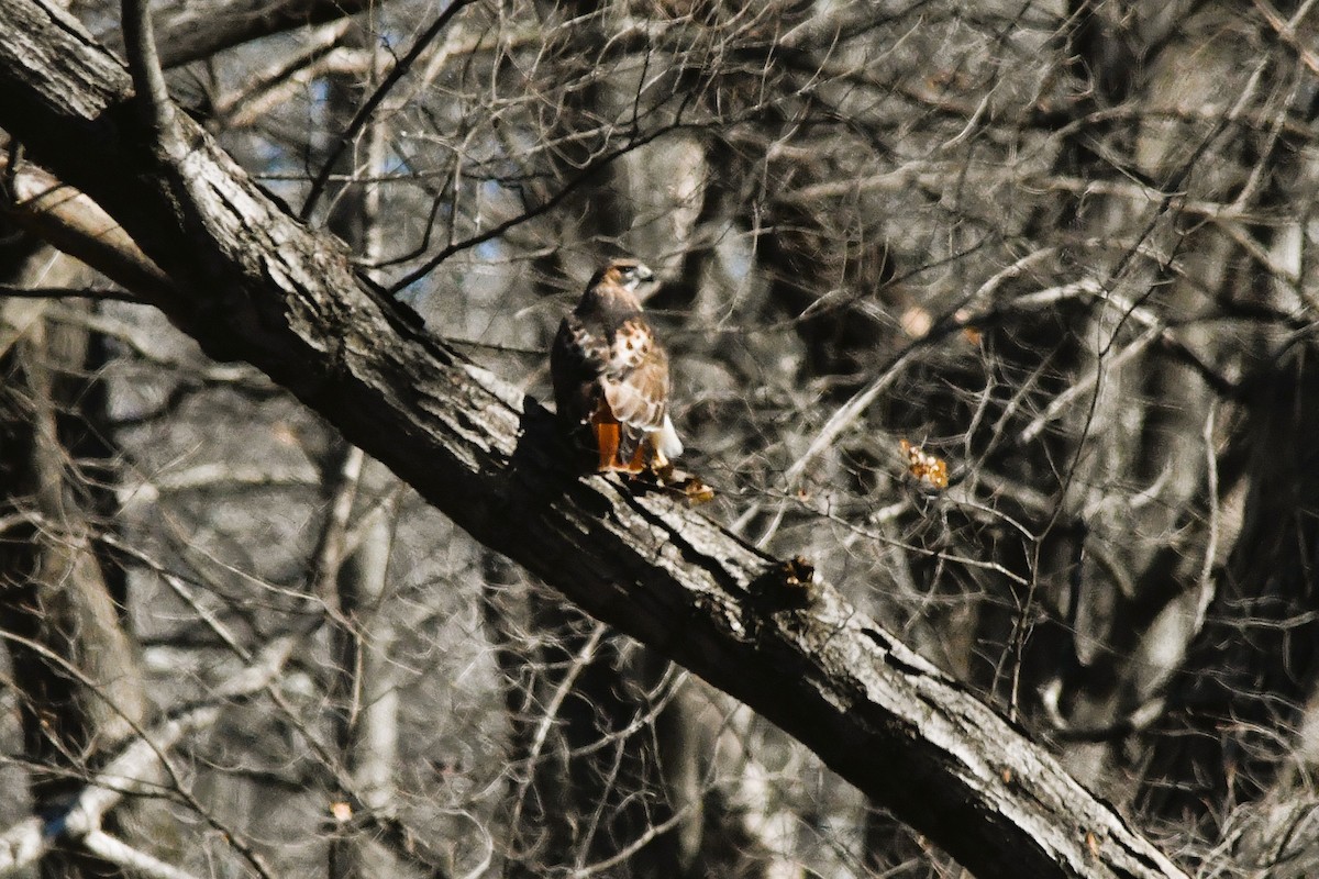 Red-tailed Hawk (borealis) - ML647856094