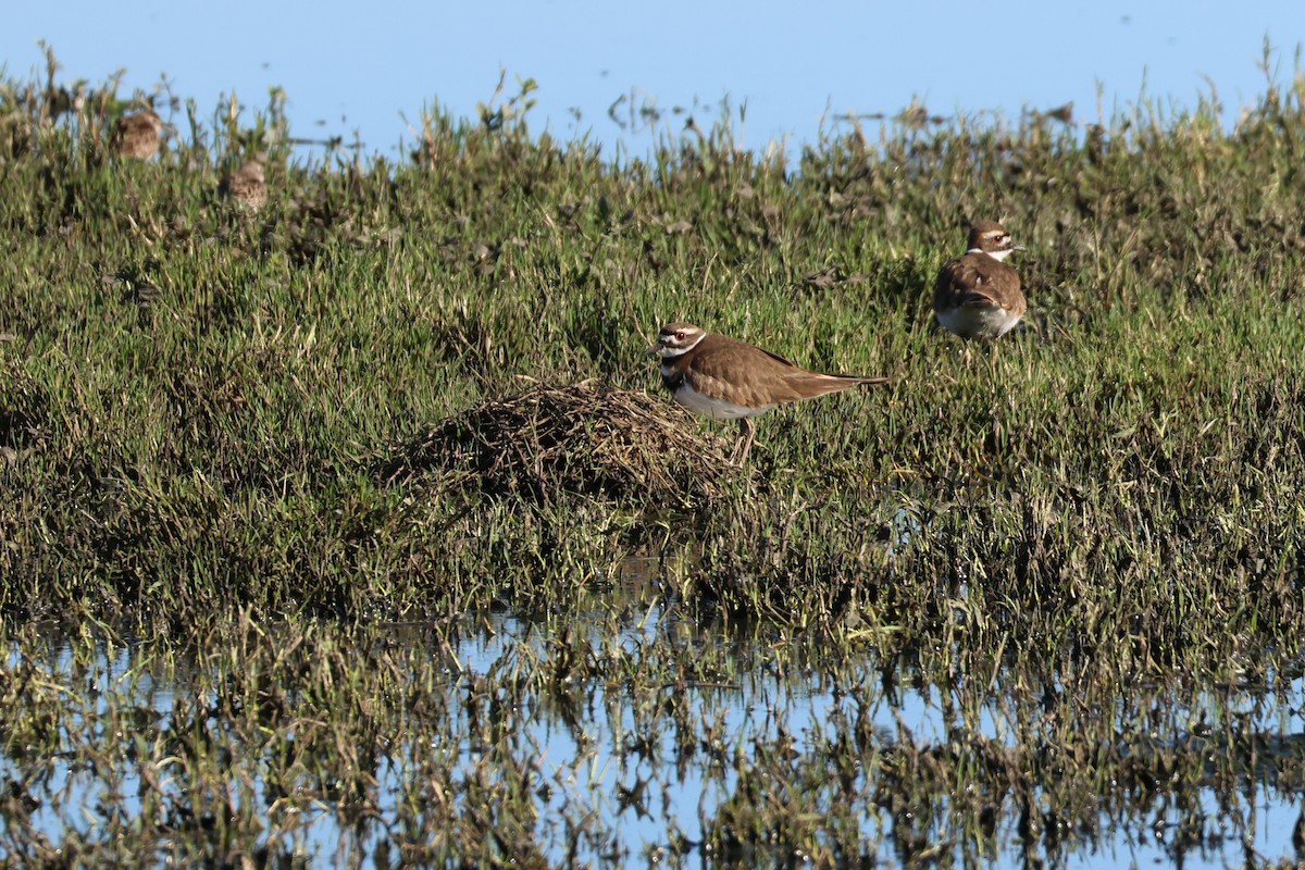 Killdeer - ML647856095