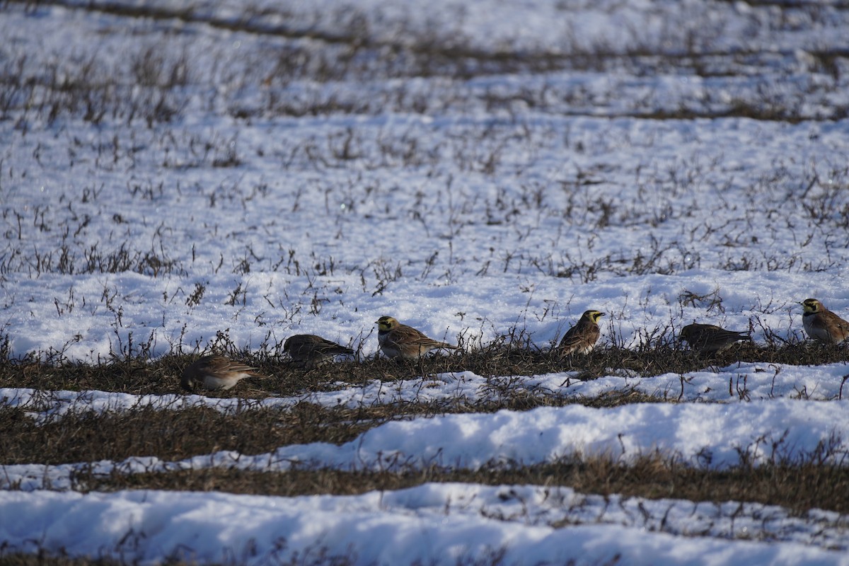 ハマヒバリ - ML647856103