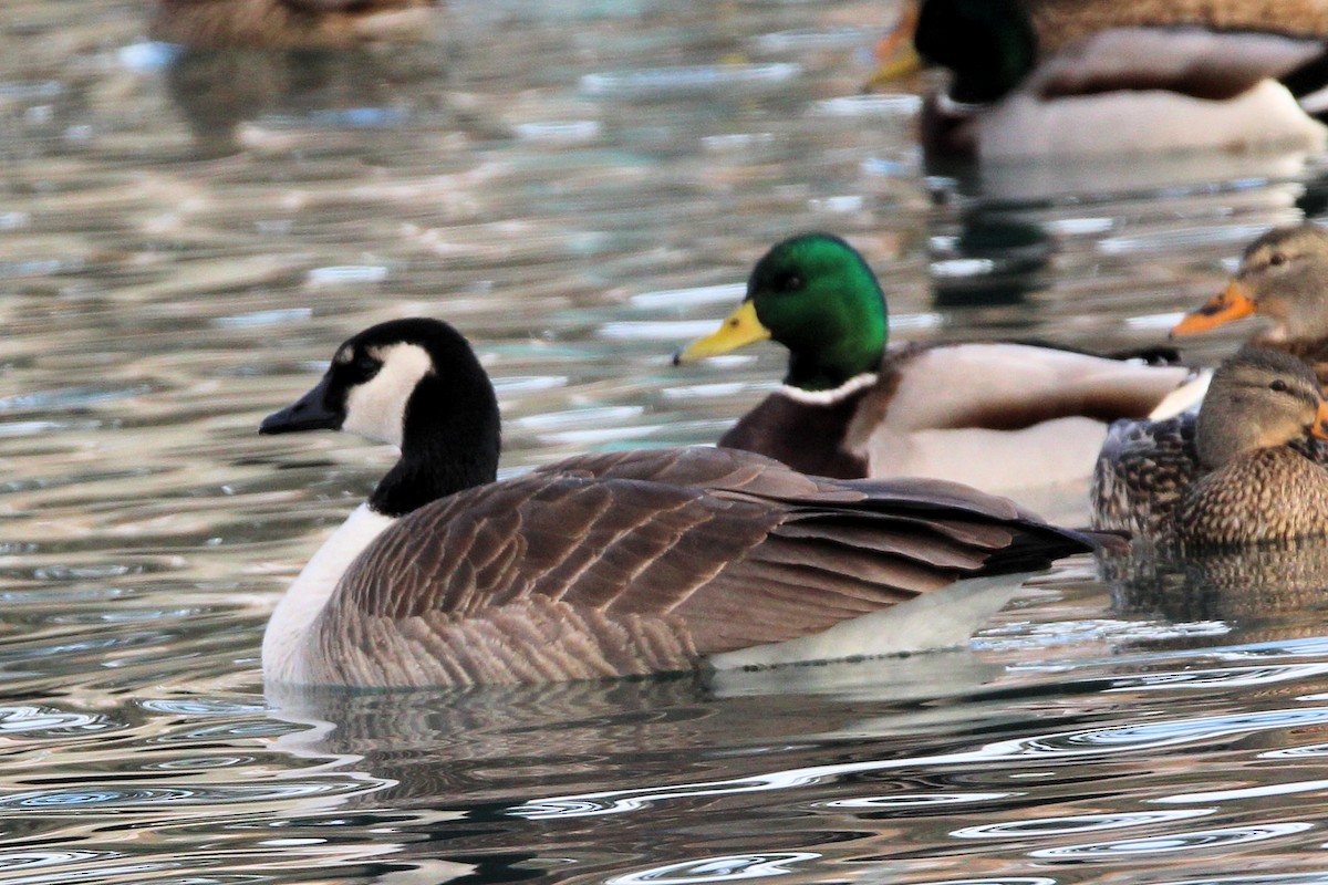 Казарка канадська - ML647856105