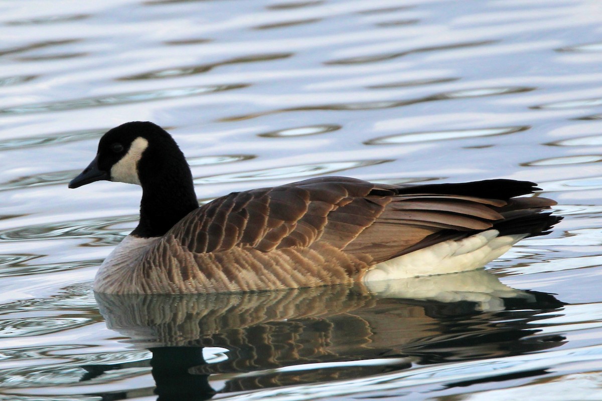 Казарка канадська - ML647856129