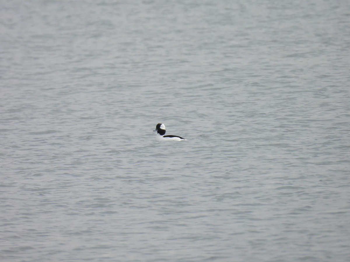 Bufflehead - ML647856136