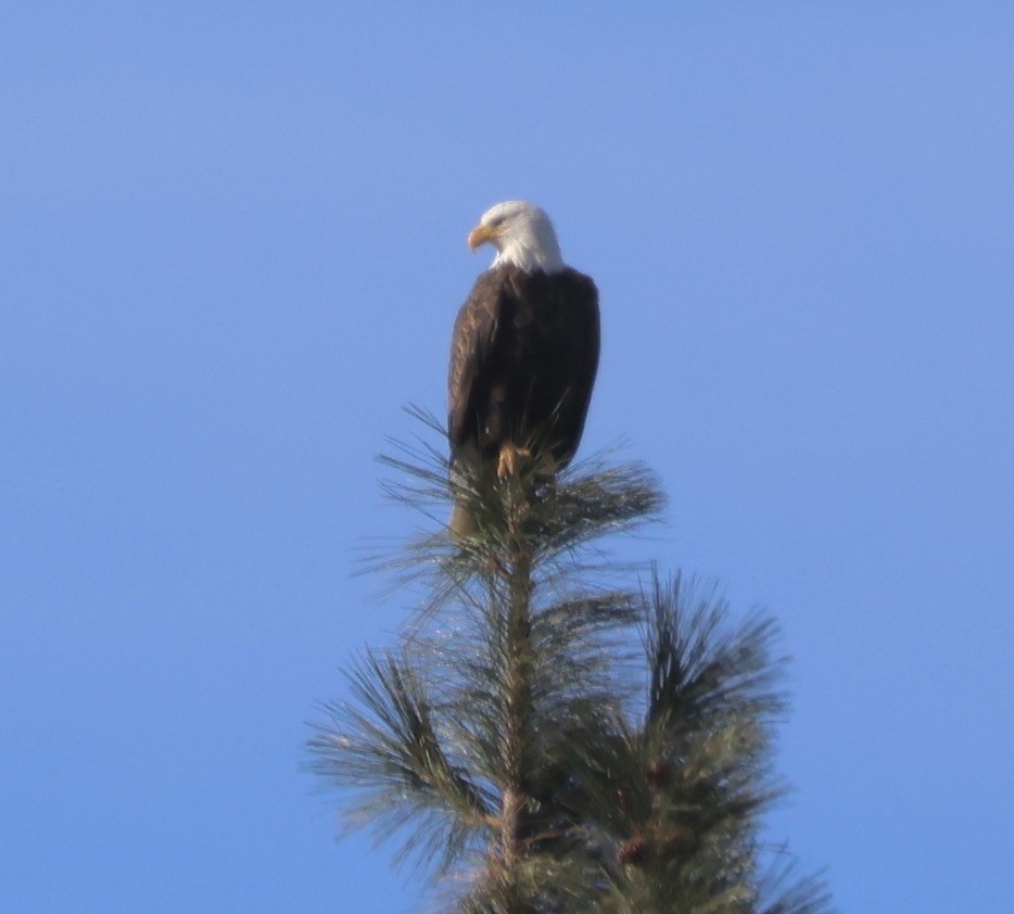 Pigargo Americano - ML647856149